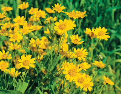 Health Benefits of Arnica
